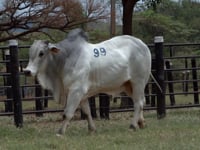 Lote 99