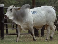 Lote 100