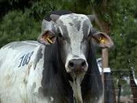 Lote 103