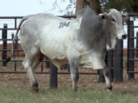 Lote 104