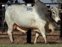 Lote 105