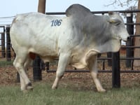 Lote 106