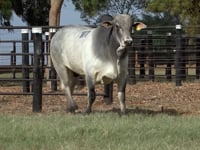 Lote 107