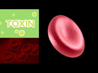 The Lymphatic System in Percussion Massage Gun Therapy