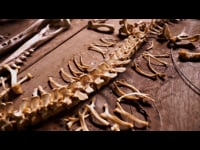 Skeletal System in the Lymphatic Drainage Massage Course