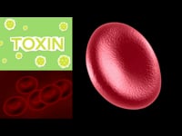 The Lymphatic System in the Lymphatic Drainage Massage Course