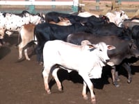 Lote 25