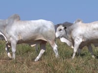 Lote 122