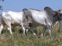 Lote 123
