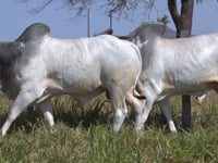 Lote 124