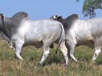 Lote 127