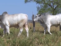 Lote 128
