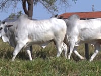Lote 130