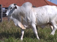 Lote 131