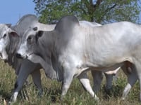 Lote 134