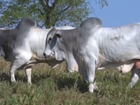 Lote 135
