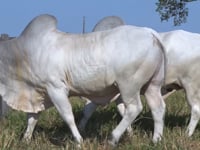 Lote 137