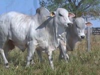 Lote 138