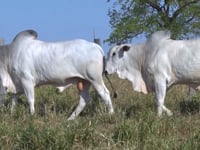 Lote 139