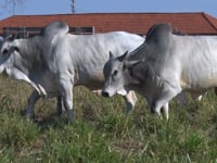 Lote 140