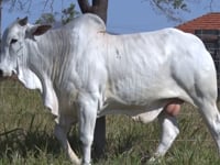 Lote 136