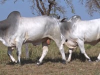 Lote 143