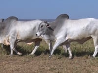 Lote 144