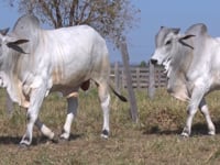 Lote 145
