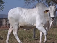 Lote 146