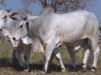 Lote 148