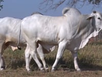 Lote 147