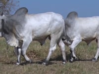 Lote 153