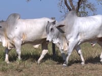 Lote 149