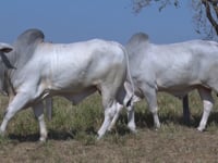 Lote 154