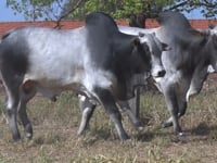 Lote 155