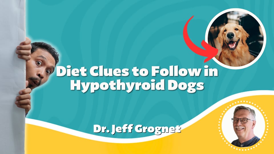Diet Clues to Follow in Hypothyroid Dogs - Holistic Diet Needed For Hypothyroid Dogs