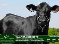 Lote 26