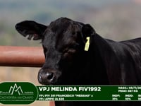 Lote 27