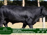 Lote 31