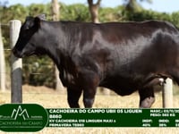 Lote 28