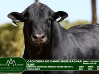 Lote 35