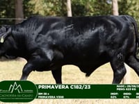 Lote 36