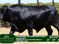 Lote 38