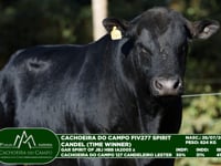 Lote 41