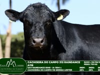 Lote 42