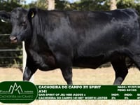 Lote 43