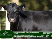 Lote 44