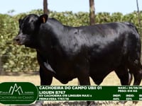 Lote 40