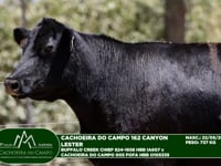 Lote 45
