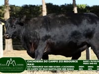 Lote 46